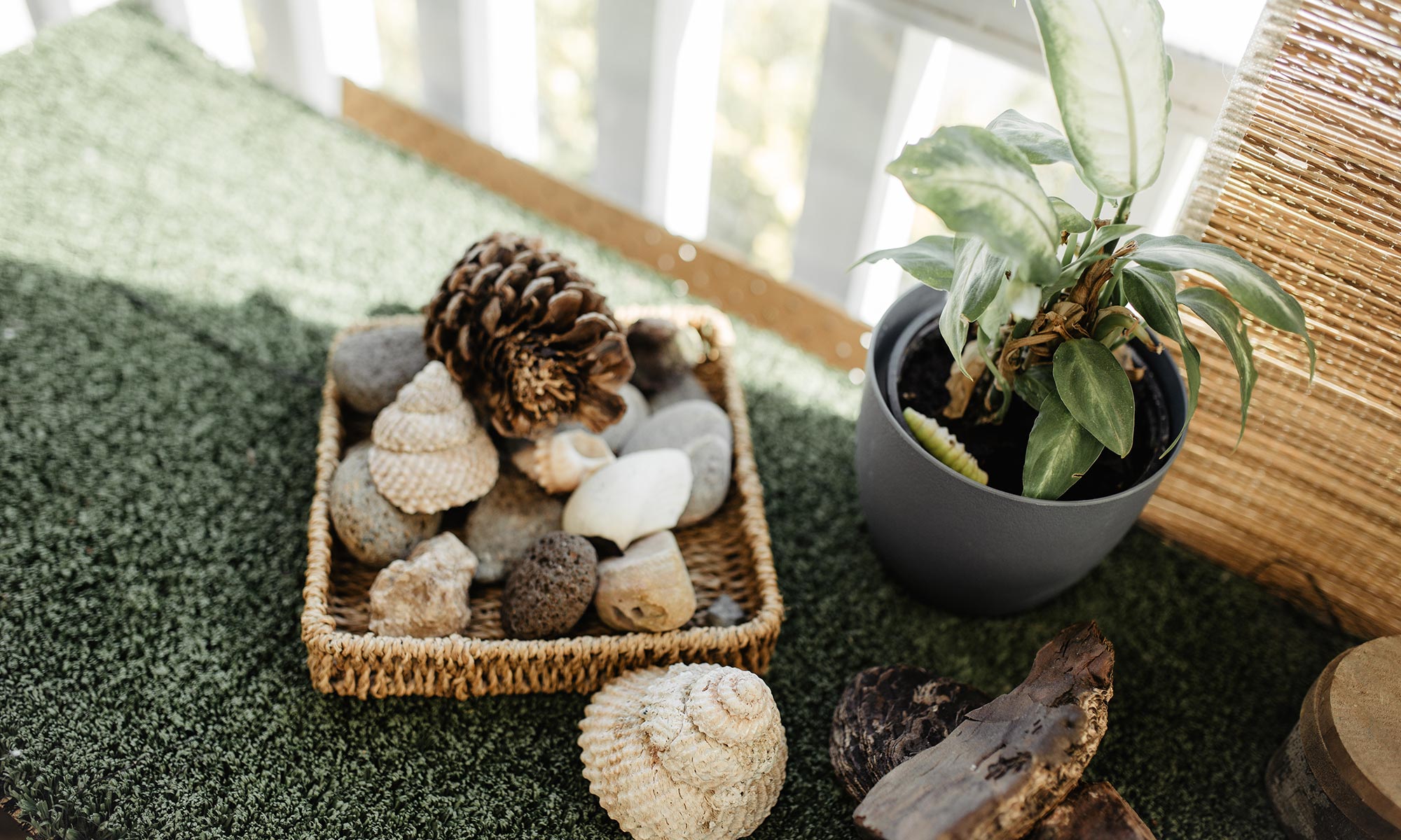 A basket of shells and stones beside a potted plant