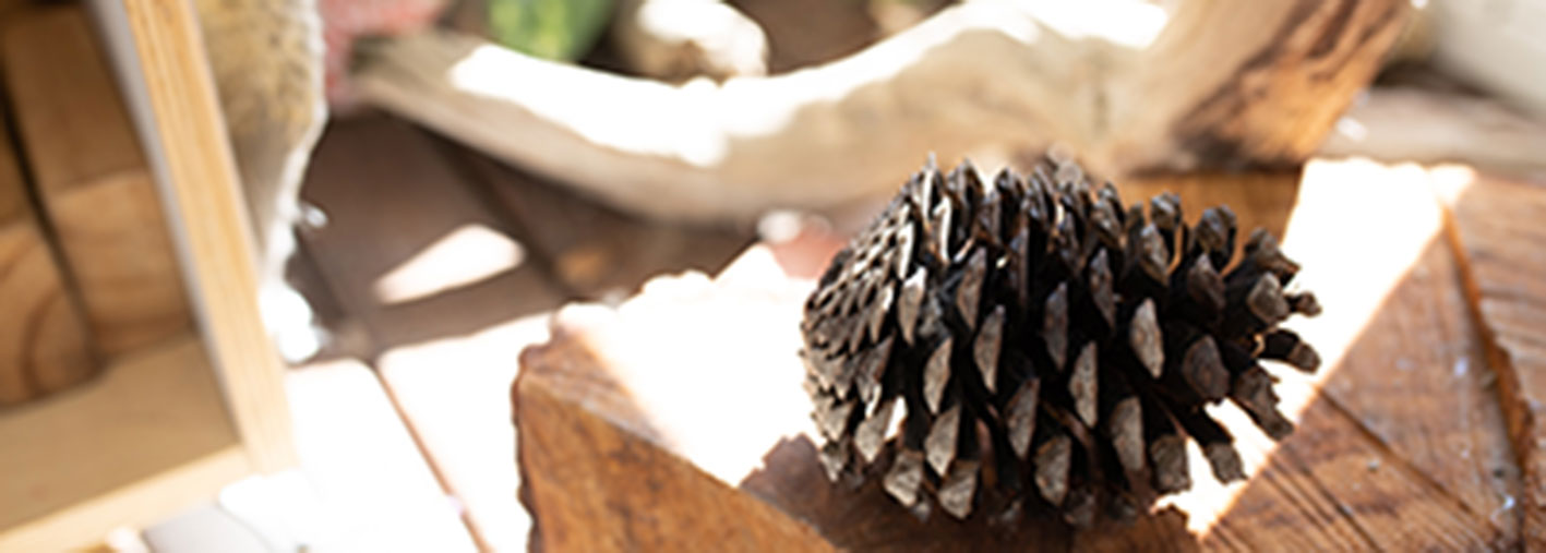 A pinecone and natural materials arranged for close observation