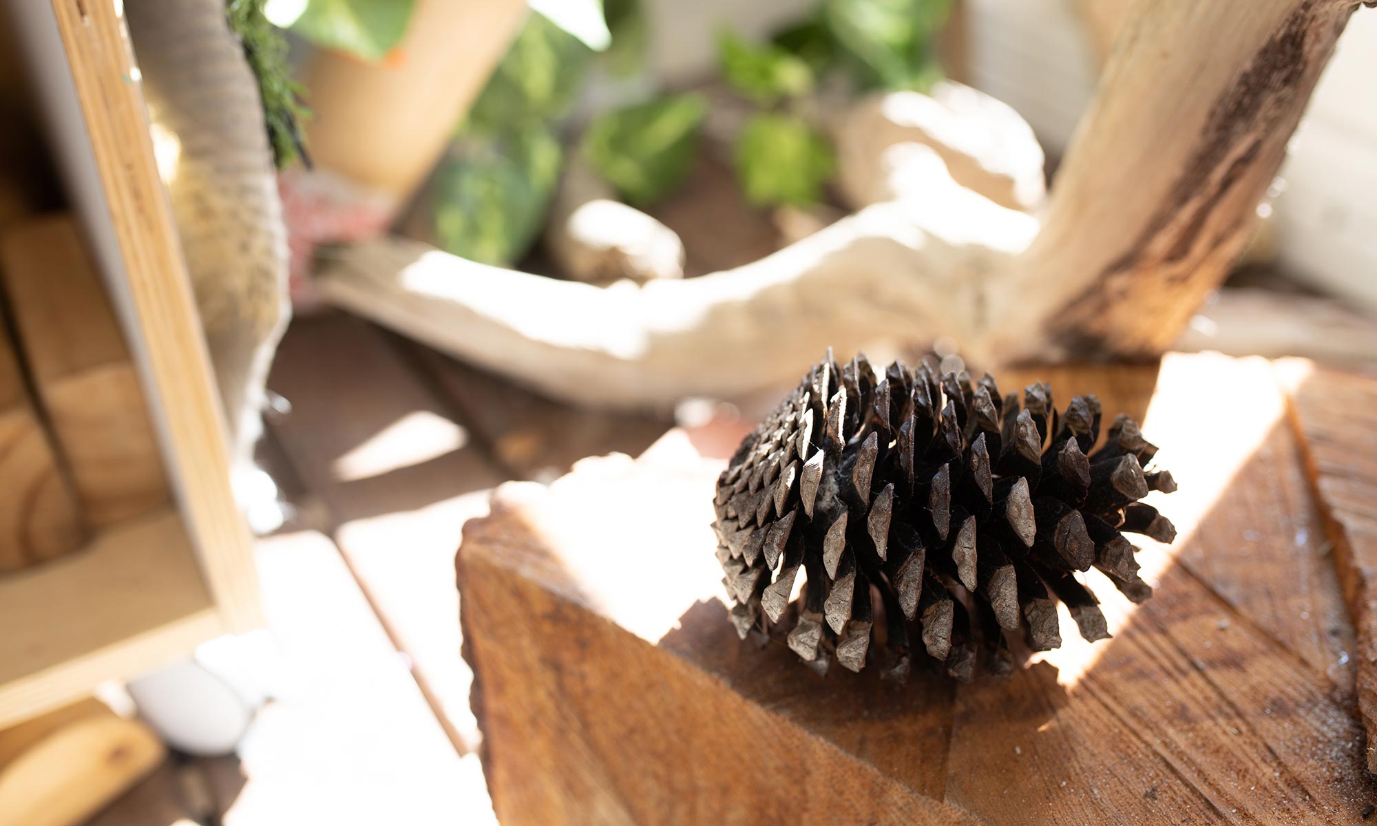 A pinecone resting on a wooden block outdoors